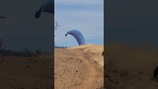 Bidwell Park hiking and Chico california [upl. by Eelanaj610]