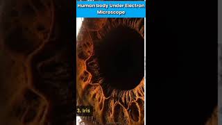 Human Body Under Electron Microscope Part2 shorts ytshorts humanbody biology [upl. by Bedad]