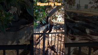 Balboa Park Moreton Bay Fig Tree One of the largest trees of its kind in California [upl. by Aryn903]