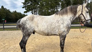 Dapple Percheron driving [upl. by Maag]