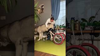 Trying to fix her dogs broken legs shortsvideo [upl. by Bez117]