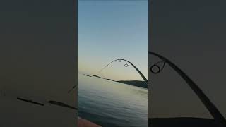 Before my egging session i got surprised by an 🐙 fish fishing fishingvideo spinningfishing [upl. by Atiran735]