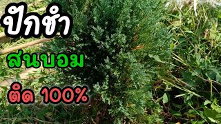 ปักชำต้นสนบอม ติด100 Platycladus orientalis cuttings [upl. by Eveline]