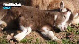 Cutest Baby Thuringian Goat [upl. by Streeto88]