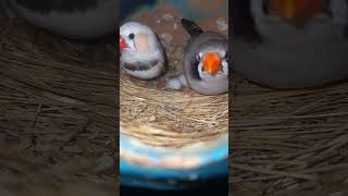 Zebra finch new pair  Finches egg 🥚  finches bird pet cute youtubeshorts shorts finch yt [upl. by Rhu]