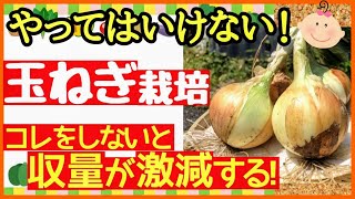 【超重要玉ねぎの基本】初心者でも大きなタマネギを収穫する最強の育て方〜植え付け種まきから収穫まで〜 [upl. by Oigroig]