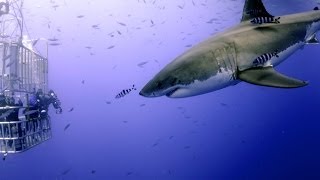 Scuba Dive With Great White Sharks Over 575000 views [upl. by Esma884]