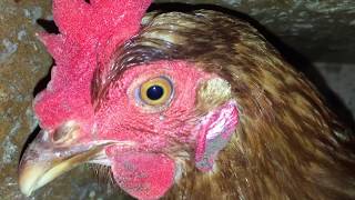 Hen makes loud clucking sounds [upl. by Claribel]