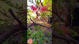 🌼 Between Two Grevilleas gardening weeding grevillea aussiegarden shorts [upl. by Niasuh]