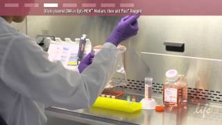 Plasmid DNA Transfection Protocol [upl. by Sella]