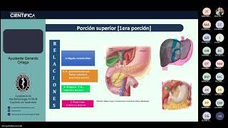 08 PÁNCREAS DUODENO Y BAZO  TUTORÍA DE MORFOFISIOLOGÍA DE LOS SISTEMAS ANATOMÍA 21102024 [upl. by Kreg]