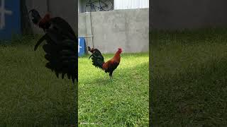 Straight comb yellow legged hatch ytshorts chicken youtube youtuber highlights youtuberchannel [upl. by Peterus619]