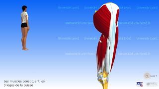 Muscles de la hanche et de la cuisse Les 3 loges musculaires de la cuisse [upl. by Sierra]