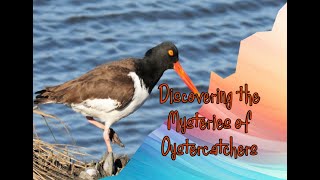 Discovering the Mysteries of Oystercatchers birds animals oyster [upl. by Jan309]