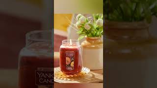 Yankee Candle Scented Candle Spiced Pumpkin Original Large Jar Candle [upl. by Mozelle811]