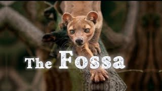 What are they wild animal fossamadagascar Fossa rare animal fossa [upl. by Asikal]