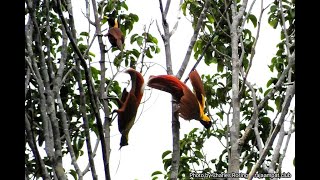 Red Bird of Paradise performs Courtship Dance and Mating [upl. by Neicul600]