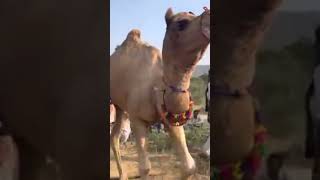 सुशीला किन्नर को आया गुस्सा animal pushkarhorsefair susilakinnar viralshorts youtubeshorts [upl. by Nilya137]