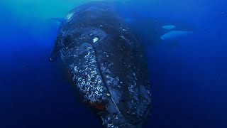 Humpback Survives Killer Whale Attack in Bremer Canyon [upl. by Aleb887]