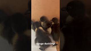 cayuga ducklings homesteading in the city [upl. by Akinej]