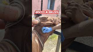 Abscess in bullock l Actinomycosis l Abscess drainage in bullock l DrMandloi [upl. by Nicol]