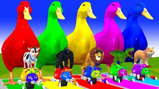 5 Giant Duck CartoonCowGorillaLionDinosaurDog Paint Wild Animals Crossing Fountain Animation [upl. by Feenah235]