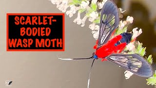 BREEDING THE SCARLET BODIED WASP MOTH PART 1 [upl. by Lenad]