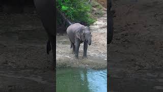 How many liters does an elephant need a day Comment your answer [upl. by Forbes]