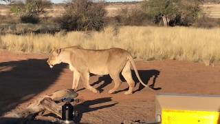 Lions in our camp Mabuasehube Mpayathuthwa MPA2 Kgadagadi [upl. by Hedgcock]