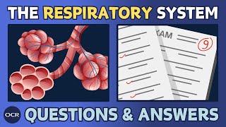 The respiratory system 14  OCR GCSE PE  Exam questions and model answers [upl. by Hartman]