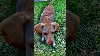 Raw to perfect puppy funnydogs cute [upl. by Bethanne]