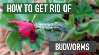 How to Get Rid of Budworms in 4 Easy Steps DIY Ornamental Pest Control [upl. by Rozina58]