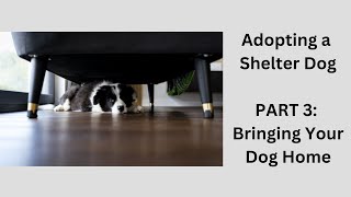 Adopting A Shelter Dog  Part 3  Bringing Your Dog Home [upl. by Nedap]