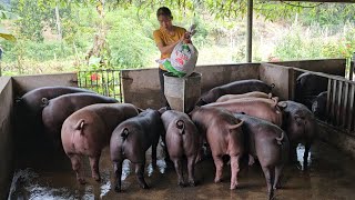 Pig farming what kind of feed should be given to pigs to help them grow quickly  Ep 310 [upl. by Nwahsal]