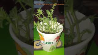 Seed Germination youtube youtubeshorts [upl. by Nosyarg]