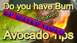 update on burn avocado leaf [upl. by Ardys122]