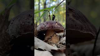 UN PORCINO MIMETICO😍porcini funghi funghiporcini fungo boletus boletusedulis porcini2024 [upl. by Dolorita]