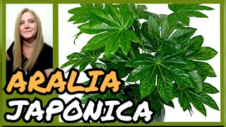 ARALIA JAPÓNICA ► Cuidados de la Fatsia japónica o ARALIAVeronicaCampaniniPlantas [upl. by Nabroc]