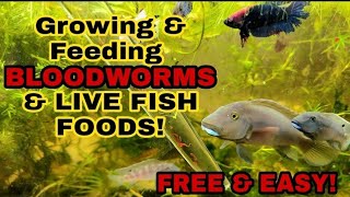 How To Culture amp Feed Your Fish LIVE BLOODWORMS FREE  4 More Great HOMEGROWN Live Aquarium Foods [upl. by Anawd]