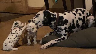 Dalmatian puppies exploring [upl. by Reneta]