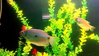 gourami fish and shark fish Tank Setup  Aquarium 4 feet Planted Aquarium 🦈🐬🦐🐠🐠 [upl. by Yerahcaz154]