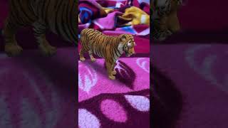 27OctoberTiger at home today tiger pets animals viralvideo [upl. by Shuping195]