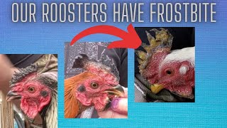 How To amp Why Would You DecrestDecomb Your Rooster [upl. by Yusuk506]