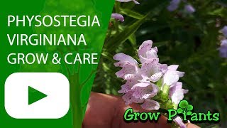 Physostegia virginiana  grow amp care [upl. by Chenay]