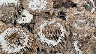 Swarmed and stung by angry ground wasp  crazy active nest [upl. by Vidda336]