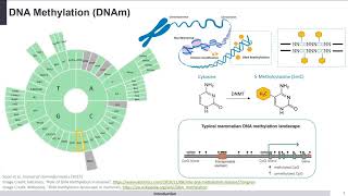 Profiling Age and Body Fluid DNA Methylation Markers [upl. by Neeron104]