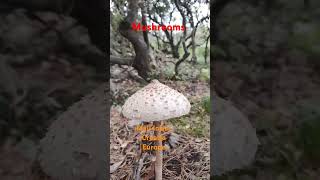 Mushrooms in Mali losinj island Croatia 🇭🇷🇪🇺 [upl. by Sigismond]