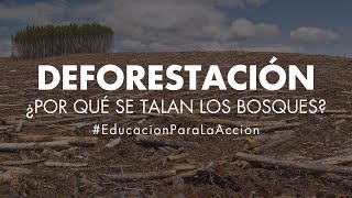 Deforestación  ¿Por qué se talan los bosques  Educación Ambiental Digital [upl. by Pritchard975]