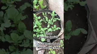 Arugula leavesarugula harvest raisedbedsvegetables herbs terracegarden kitchengarden garden [upl. by Adlei]