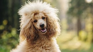 POODLE BARKING  POODLE HOWLING AND BARKING COMPILATION 2016 [upl. by Judi366]